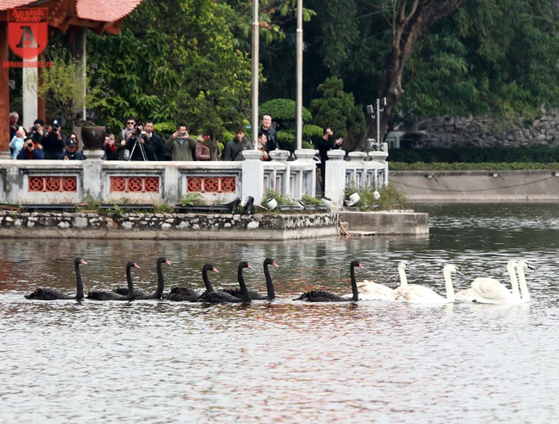 Bất ngờ ngắm đàn thiên nga bơi lội giữa hồ Hoàn Kiếm